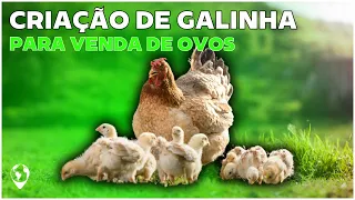 Aprenda como INICIAR uma criação de galinhas e ter uma RENDA EXTRA!