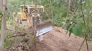 Excellent Work Bulldozer Operator Working Through Forest for Plantation Road