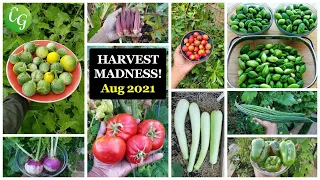 Vegetable & Fruits Harvest Madness! California Gardening Garden Tour, Harvests, Gardening Tips!