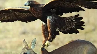 [Mountain goat vs eagle] you must watch!!!