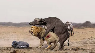 Tragic moments for a lion, who dies after being beaten by a buffalo and injured