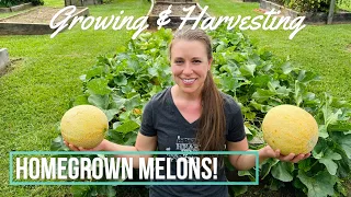 Homegrown Cantaloupe Melons: How to Grow and When to Harvest