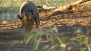 Heart Shot on this big Australian Pig