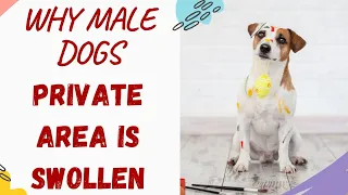 Why Is My Male Dogs Private Area Swollen (Explained and Answered)