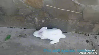 Милый кролик Снежок.
