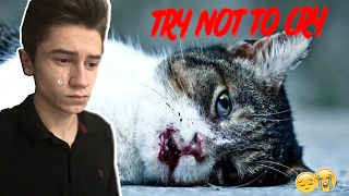 Уродливый кот | TRY NOT TO CRY CHALLENGE | ПОПРОБУЙ НЕ ЗАПЛАКАТЬ ЧЕЛЛЕНДЖ