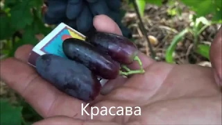 Красава