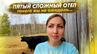 ПЯТЫЙ ОТЕЛ... Теленок с осложнениями... Мы такого не ожидали...