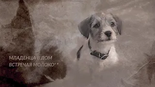 Виктор Назаров - Про собак #стихи #викторназаров #поэзия