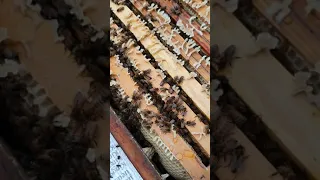 Bienen im März