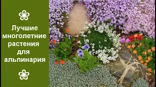 ❀ Лучшие многолетние растения для альпинария