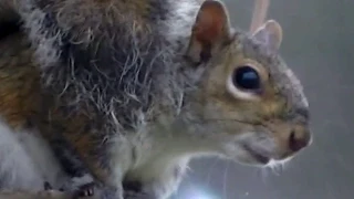 Squirrel: Speak To Squirrels