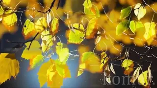 Осени чудесной красота, автор слов А  Болутенко #музыкальная открытка#  komur