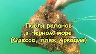 Ловля рапанов в Черном море (Одесса, пляж Аркадия)