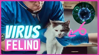 Calicivirus felino (FCV) | Gripe felina | síntomas y tratamiento