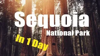 Sequoia National Park in ONE DAY // What to do?