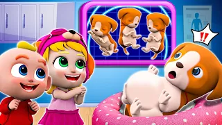 My Pet is Pregnant | Pet Care Song | Funny Kids Songs & More Nursery Rhymes | Little PIB Songs