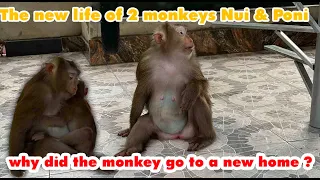 Why did the monkey Nui & Poni go to a new home