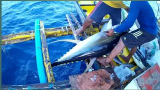 AMAZING TRADITIONAL TUNA FISHING in the  PHILIPPINES | HANDLINE FISHING| Filipino tuna fishing