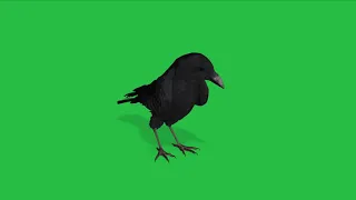 Raven green screen video