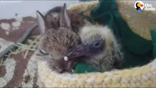 Bunny, Pigeon Snuggle Together After Losing Their Moms | The Dodo