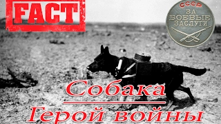 А знаете ли вы что? Собака Герой войны.