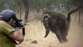 Hunting baboons with rifles 😱🔥👍👌 Part 5