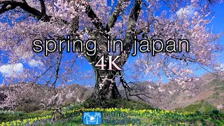 SPRING IN JAPAN 4K Ambient Aerial Nature Film + Piano Relaxation Music - Cherry Blossoms UHD