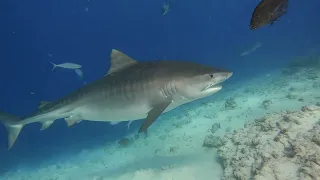 Tigersharks in Fuvahmulah Get the best experience of diving with sharks with Fuvahmulah central dive