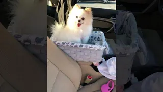 Pomeranian on the car seats #short