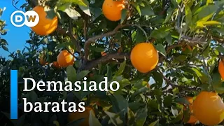 Competencia externa pone a las naranjas españolas bajo presión