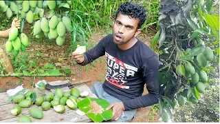 Eating Mango with salt peppers delicious -Survival in the forest - Wild Legend