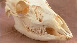 Crushing a Deer Skull ASMR