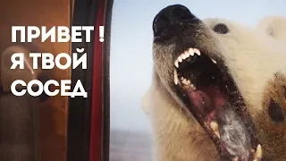 Чукотский поселок отбивается от белых медведей