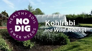 Ways to grow and harvest kohlrabi and wild rocket