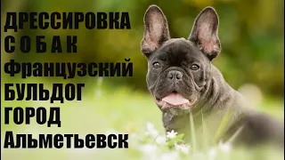 Французский бульдог дрессировка в школе Akita Dog School.