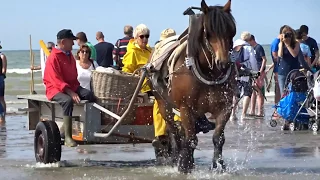 paardenvissers-horse fishermen oostduinkerke belgium