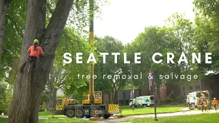 Seattle Crane Tree Removal