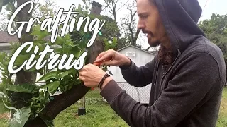How to Graft onto a Citrus Tree