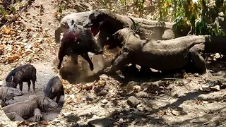 😯Brutal Hunt |Komodo Dragon Tricks Pounce On Wild Boar Quickly #nature #komodo #wildboar