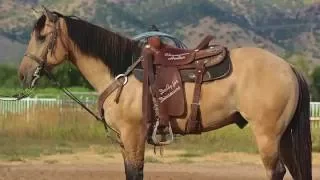 BUCKSKIN HEEL HORSE 5 YEAR OLD AQHA GELDING 15.1 HANDS TALL