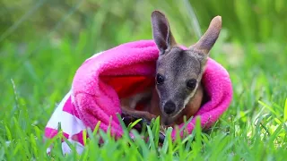 CUTEST JOEY EVER!