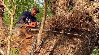 Many unexpected things happened when this super old trembesi tree was cut down ‼️