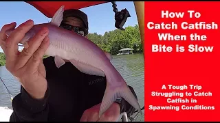 How to Catch Catfish When They Don't Bite - Catfishing Tips - Poor Catfish Bite Tips