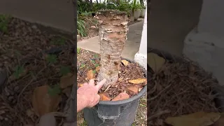Dragon blood tree care and pruning