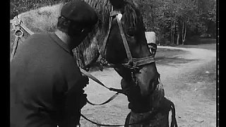 Kucie koni, 1979