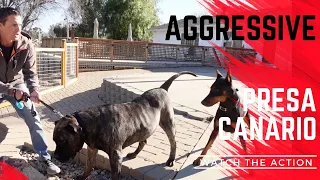 Powerful dog attacks Prince and other dogs