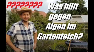 Was tun gegen Algen im Gartenteich? Profi Tipps für Pflanzen vom Gärtner Gaststar.