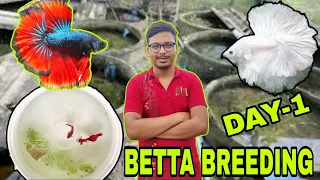 55 PAIR BETTA FISH BREEDING DAY 1 | FIGHTER FISH BREEDING | GUPPY FISH BREEDING | GOLDFISH BREEDING