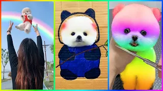 Tik Tok Chó Phốc Sóc Mini 😍 Funny and Cute Pomeranian #493